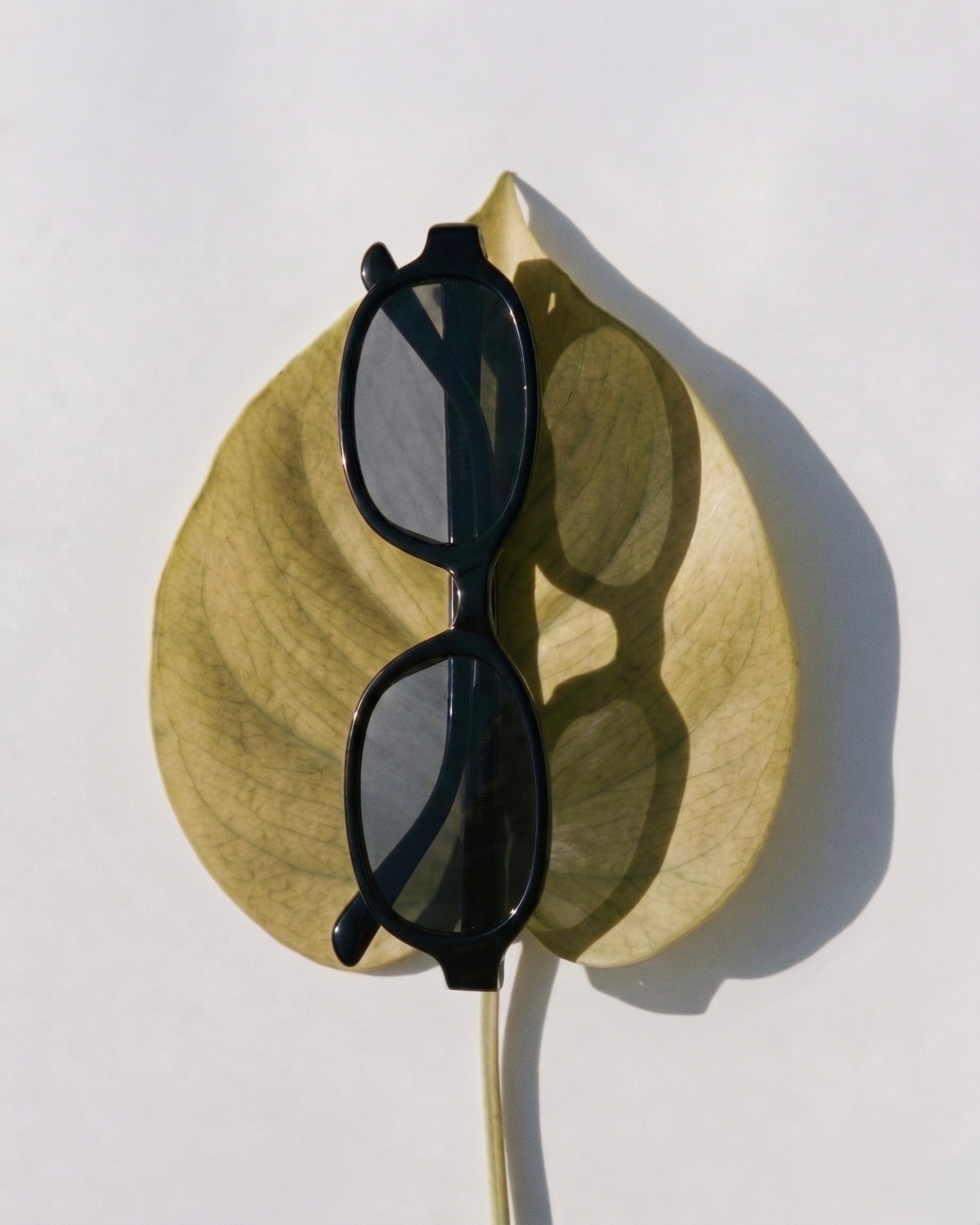 メディプラスオーターズ Olsen Gradient Brown Sunglasses — DMY Studios